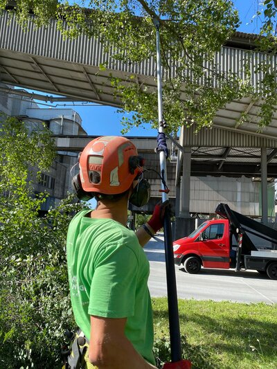 Baumf�llarbeiten in der Goethestra�e